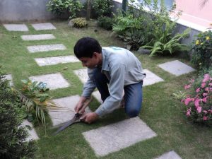 Dịch vụ trồng cỏ tại Bình Dương | Công Ty trồng cỏ