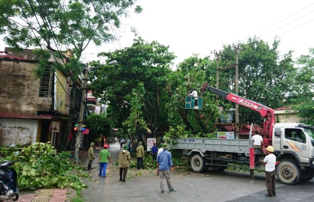 Công ty cắt tỉa cây xanh ở Tây Ninh