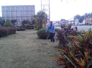 Dịch vụ cây xanh ở Tây Ninh | Trồng cỏ | Trồng cây | Chắm sóc | Di dời