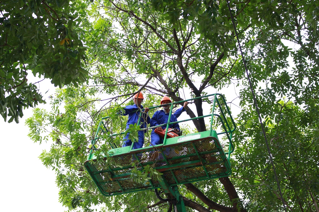 Dịch vụ cây xanh Phú  Giáo, Bình Dương uy tín