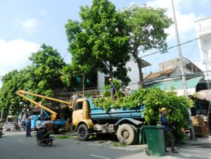 Dịch vụ cắt tỉa cây xanh ở Mỹ Phước Bình Dương