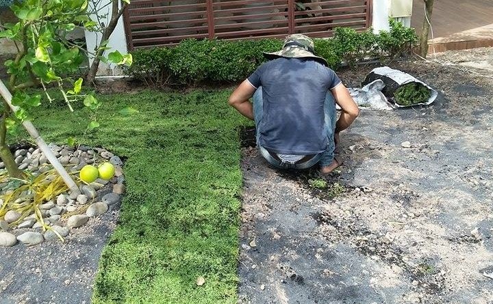 Dịch vụ trồng cỏ ở Đồng Nai