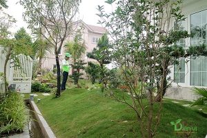 Chăm sóc cây xanh tại Bình Dương