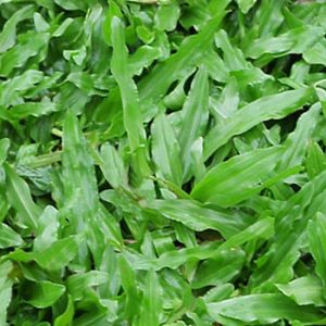 Trồng cỏ lá gừng thái tại Lái Thêu