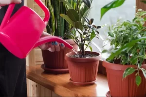 Chăm sóc cây xanh trong nhà tại Thuận An