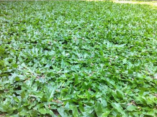 trồng cỏ lá gừng thái tại Biên Hoà
