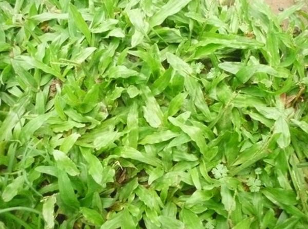 Cỏ lá gừng công ty vệ sinh cây xanh