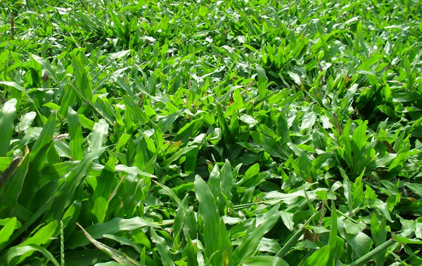 trồng cỏ lá gừng tại Thuận An
