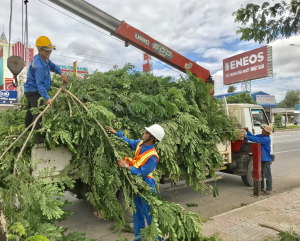 Dịch vụ cắt tỉa cây xanh tại Dĩ An