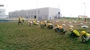Trồng cỏ lá gừng tại Đồng Nai