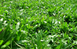 Trồng cỏ lá gừng thái tại Thuận An