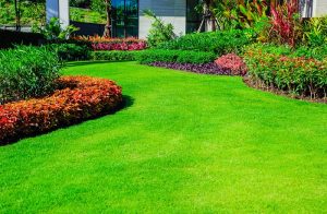 Trồng cỏ nhung tại Khu công nghiệp VSip