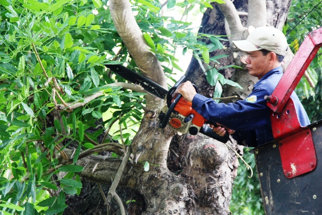 Dịch Vụ Cắt Tỉa Cây Xanh Tại Mỹ Phước Chuyên Nghiệp, Giá Tốt, An Toàn