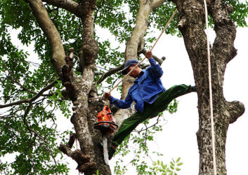 Dịch Vụ Cắt Tỉa Cây Xanh Tại Mỹ Phước Uy Tín Hàng Đầu
Mỹ Phước là khu vực phát triển mạnh về công nghiệp, đô thị và dân cư tại Bến Cát, Bình Dương. Cùng với sự phát triển đó, nhu cầu chăm sóc cảnh quan và cắt tỉa cây xanh ngày càng tăng cao. Những cây xanh lâu năm nếu không được cắt tỉa định kỳ sẽ gây mất mỹ quan, ảnh hưởng đến hệ thống điện, công trình xây dựng và tiềm ẩn nhiều nguy cơ mất an toàn.
Dịch vụ cắt tỉa cây xanh tại Mỹ Phước ra đời nhằm đáp ứng nhu cầu chăm sóc, tạo dáng và xử lý cây xanh chuyên nghiệp cho hộ gia đình, doanh nghiệp, nhà máy, khu công nghiệp, trường học và các công trình công cộng.
Tại Sao Cần Cắt Tỉa Cây Xanh Định Kỳ?
Nhiều người thường nghĩ cây xanh chỉ cần tưới nước và bón phân là đủ. Tuy nhiên, việc cắt tỉa cây định kỳ mang lại rất nhiều lợi ích:
Đảm Bảo An Toàn
Những cành cây già yếu, sâu bệnh hoặc có nguy cơ gãy đổ cần được loại bỏ kịp thời để tránh gây nguy hiểm cho người và tài sản xung quanh, đặc biệt trong mùa mưa bão.
Tăng Tính Thẩm Mỹ
Cây xanh được cắt tỉa gọn gàng giúp khuôn viên trở nên đẹp mắt, chuyên nghiệp và tạo cảm giác thông thoáng hơn.
Giúp Cây Sinh Trưởng Tốt
Loại bỏ cành khô, cành sâu bệnh giúp cây tập trung dinh dưỡng cho các bộ phận khỏe mạnh, từ đó phát triển tốt hơn.
Hạn Chế Sâu Bệnh
Việc cắt tỉa thường xuyên giúp phát hiện sớm các dấu hiệu sâu bệnh và ngăn chặn sự lây lan sang các cây khác.
Các Hạng Mục Cắt Tỉa Cây Xanh Tại Mỹ Phước
Chúng tôi cung cấp đa dạng dịch vụ đáp ứng mọi nhu cầu của khách hàng:
Cắt Tỉa Cây Cảnh
Tạo dáng và duy trì vẻ đẹp cho các loại cây cảnh trong sân vườn, biệt thự, quán cà phê, nhà hàng và khu nghỉ dưỡng.
Cắt Tỉa Cây Bóng Mát
Cắt gọn tán cây, loại bỏ cành nguy hiểm và giữ cho cây phát triển cân đối, an toàn.
Hạ Độ Cao Cây Xanh
Đối với những cây phát triển quá cao, ảnh hưởng đến đường dây điện hoặc công trình lân cận, chúng tôi thực hiện hạ độ cao bằng phương pháp chuyên nghiệp.
Chặt Hạ Cây Nguy Hiểm
Những cây bị nghiêng, mục gốc hoặc có nguy cơ đổ ngã sẽ được xử lý nhanh chóng và an toàn.
Cắt Tỉa Cây Trong Khu Công Nghiệp
Phục vụ các nhà máy, xí nghiệp, khu công nghiệp tại Mỹ Phước 1, Mỹ Phước 2, Mỹ Phước 3 và Mỹ Phước 4.
Quy Trình Cắt Tỉa Cây Xanh Chuyên Nghiệp
Để đảm bảo chất lượng dịch vụ, chúng tôi áp dụng quy trình làm việc bài bản:
Bước 1: Khảo Sát Hiện Trạng
Nhân viên đến tận nơi kiểm tra số lượng cây, chiều cao, vị trí và mức độ cần xử lý.
Bước 2: Tư Vấn Phương Án
Đề xuất giải pháp tối ưu, phù hợp với tình trạng thực tế và ngân sách của khách hàng.
Bước 3: Báo Giá Chi Tiết
Cam kết báo giá minh bạch, không phát sinh chi phí ngoài hợp đồng.
Bước 4: Thi Công
Sử dụng thiết bị hiện đại như xe nâng người, máy cưa chuyên dụng, dây an toàn và đội ngũ kỹ thuật viên giàu kinh nghiệm.
Bước 5: Thu Gom Và Vệ Sinh
Toàn bộ cành lá sau khi cắt tỉa được thu gom, vận chuyển và xử lý sạch sẽ.
Lý Do Nên Chọn Dịch Vụ Cắt Tỉa Cây Xanh Tại Mỹ Phước Của Chúng Tôi
Đội Ngũ Chuyên Nghiệp
Nhân viên được đào tạo bài bản, có nhiều năm kinh nghiệm trong lĩnh vực chăm sóc cây xanh.
Trang Thiết Bị Hiện Đại
Hệ thống máy móc và thiết bị hỗ trợ giúp quá trình thi công nhanh chóng và an toàn.
Chi Phí Hợp Lý
Báo giá cạnh tranh, phù hợp với từng loại công trình và quy mô dự án.
Phục Vụ Nhanh Chóng
Có mặt tận nơi khảo sát và hỗ trợ khách hàng trong thời gian ngắn nhất.
Cam Kết An Toàn
Tuân thủ đầy đủ các quy trình kỹ thuật và an toàn lao động trong suốt quá trình thi công.
Báo Giá Cắt Tỉa Cây Xanh Tại Mỹ Phước
Chi phí cắt tỉa cây xanh phụ thuộc vào nhiều yếu tố như:
Chiều cao cây.
Đường kính tán cây.
Số lượng cây cần xử lý.
Địa hình thi công.
Mức độ nguy hiểm của cây.
Thông thường, giá dịch vụ có thể dao động từ vài trăm nghìn đến vài triệu đồng mỗi cây tùy theo khối lượng công việc thực tế. Để nhận báo giá chính xác, khách hàng nên liên hệ trực tiếp để được khảo sát miễn phí.
Phục Vụ Tất Cả Các Khu Vực Tại Mỹ Phước
Chúng tôi nhận cắt tỉa cây xanh tại:
Mỹ Phước 1
Mỹ Phước 2
Mỹ Phước 3
Mỹ Phước 4
Khu công nghiệp Mỹ Phước
Khu dân cư Mỹ Phước
Các tuyến đường, trường học, nhà máy và công trình công cộng
Dù công trình lớn hay nhỏ, chúng tôi đều cam kết mang đến dịch vụ chất lượng cao với chi phí hợp lý nhất.
Liên Hệ Dịch Vụ Cắt Tỉa Cây Xanh Tại Mỹ Phước
Nếu bạn đang cần tìm đơn vị cắt tỉa cây xanh tại Mỹ Phước uy tín, chuyên nghiệp và giá tốt, hãy liên hệ ngay với chúng tôi. Đội ngũ kỹ thuật viên sẽ hỗ trợ khảo sát tận nơi, tư vấn giải pháp phù hợp và báo giá nhanh chóng.
Chúng tôi cam kết mang đến không gian xanh sạch đẹp, an toàn và góp phần nâng cao giá trị cảnh quan cho mọi công trình tại Mỹ Phước.