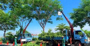 cắt tỉa cây xanh Bình Dương, cắt cây xanh Lai Uyên,