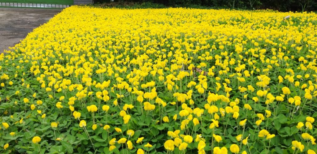 dịch vụ trồng cỏ đậu tại Tân Uyên