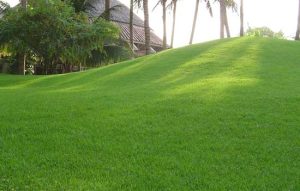 dịch vụ trồng cỏ tại Tây Ninh,