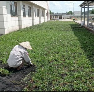 Dịch Vụ Trồng Và Chăm Sóc Cây Tại Bình Dương Uy Tín, Chuyên Nghiệp